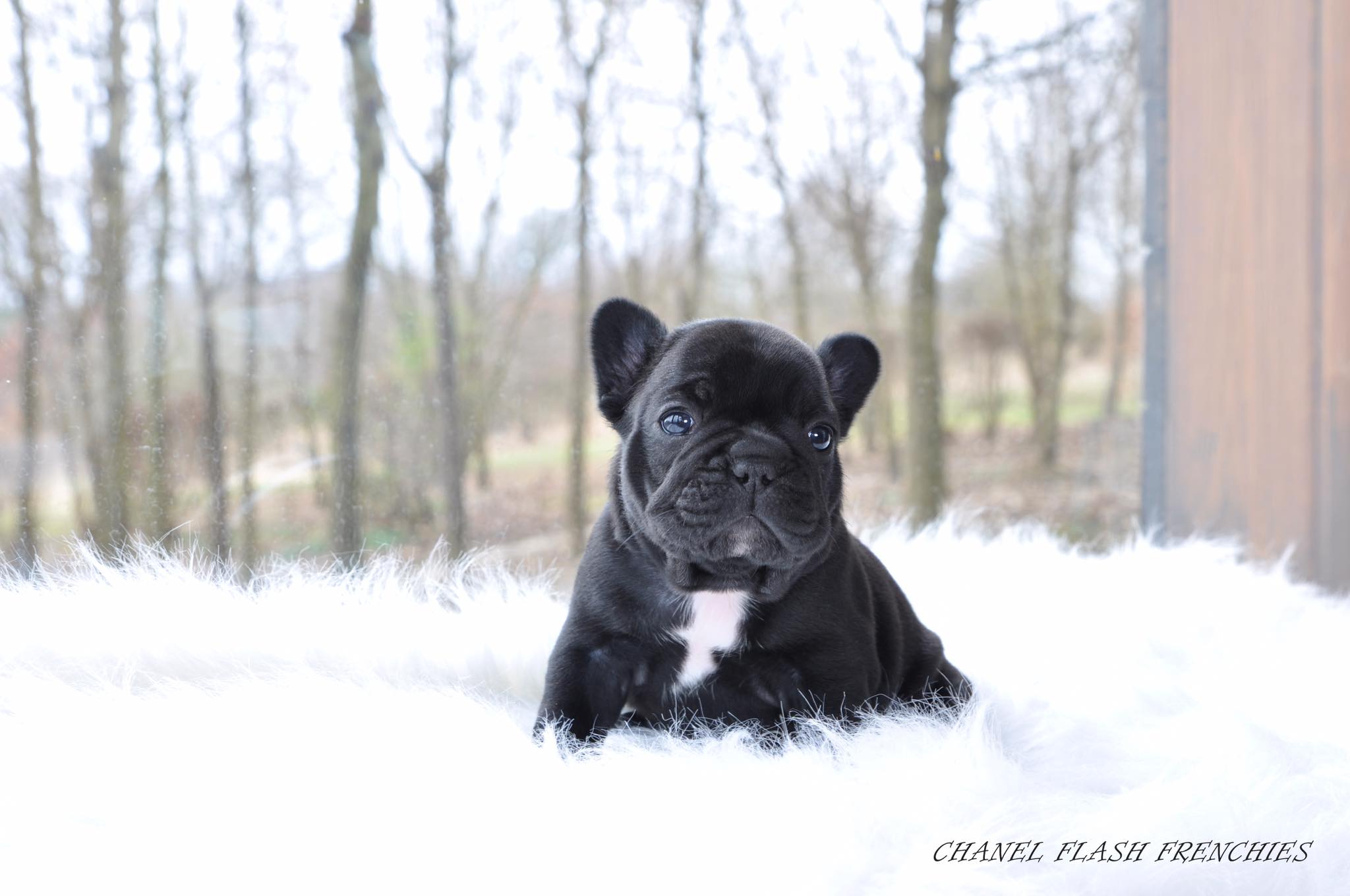 Flash Frenchies Litter CH
